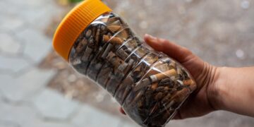 Green Cities: Urban Frameworks Leading the Sustainability Revolution