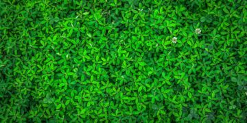 Integrating Green Technology: Innovations in Smart Home Sustainability