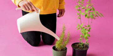 Planet on Your Plate: Exploring the Impact of Sustainable Food Choices