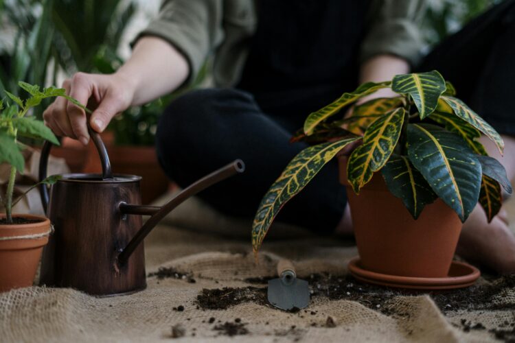 Green Living Spaces: Sustainable Home Solutions