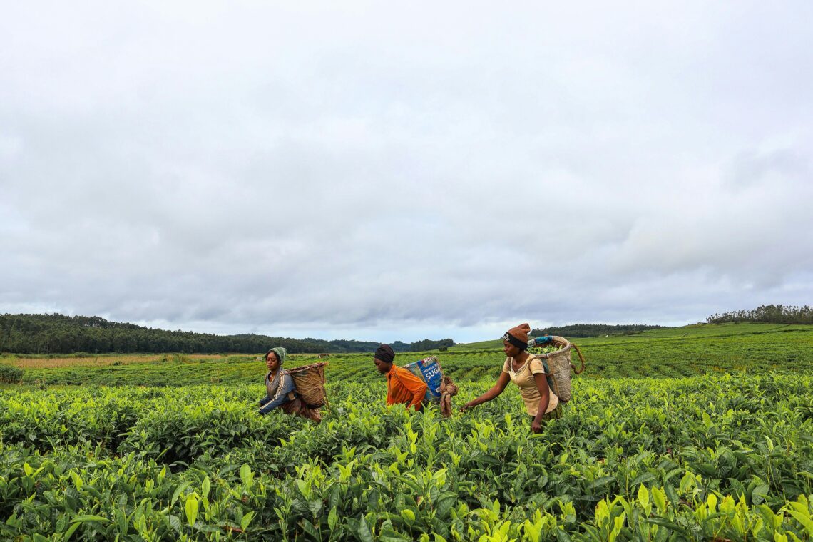 Facing Uncertainty: How Climate Change Disrupts Global Agriculture