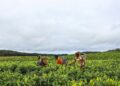 Facing Uncertainty: How Climate Change Disrupts Global Agriculture